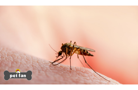 10 συναρπαστικές πληροφορίες για τα κουνούπια