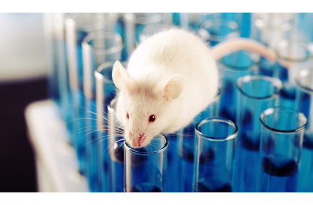 Γιατί τα ποντίκια είναι οι καλύτεροι υποψήφιοι της επιστημονικής έρευνας;