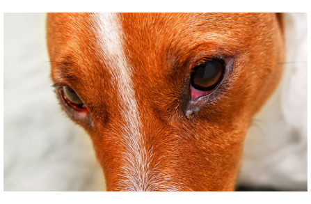 Γιατί τα μάτια του σκύλου σου είναι κόκκινα;