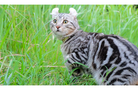 11 πράγματα για την μοναδική γάτα American Curl