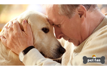 Ηλικιωμένος σκύλος και άνοια : Μάθε τι σημαίνει και πως αντιμετωπίζεται