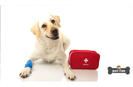 Τραυματισμένος σκύλος: Μερικές βασικές οδηγίες για τις πρώτες βοήθειες