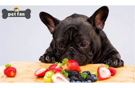 Μπορεί ο σκύλος να τρώει όλες τις ανθρώπινες τροφές ? Και ναι και όχι  (Μέρος 2ο)