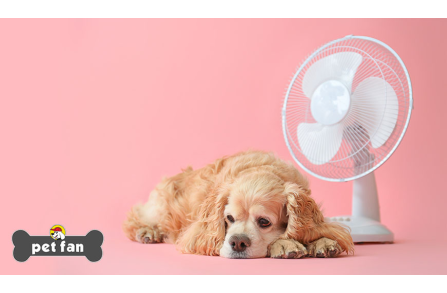 Σκύλος και θερμοπληξία: Σώσε τον σκύλο σου γνωρίζοντας τους κινδύνους
