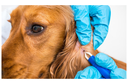 Ερλιχίωση και σκύλος: Συμπτώματα, διάγνωση και πρόληψη αυτής της μόλυνσης