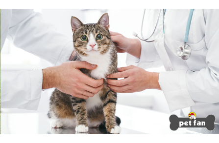 Η υγεία της γάτας σου : Μάθε πότε και πως πρέπει να την ελέγχεις