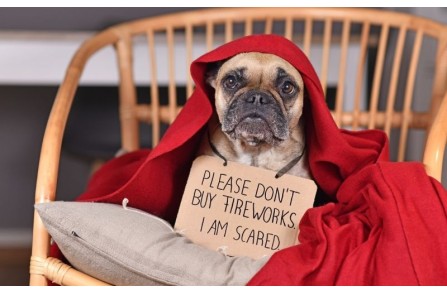 Γιατί φοβάται ο σκύλος σου τους κεραυνούς και τις βροντές; (Μέρος 2ο)