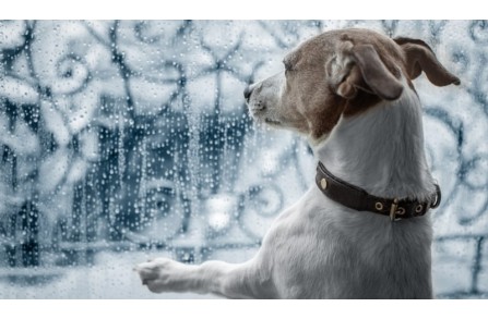 Γιατί φοβάται ο σκύλος σου τους κεραυνούς και τις βροντές; (Μέρος 1ο)