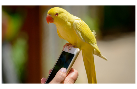 Μπορούν τα πουλιά να επικοινωνούν μέσω κινητών και tablets;