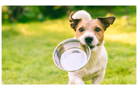 Ωφελεί τους σκύλους να τρώνε γατοτροφή;