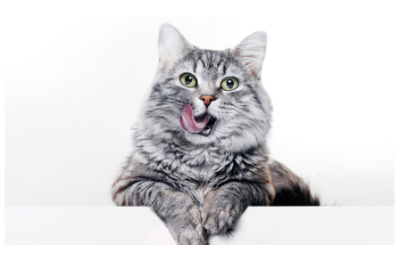 8 φωνητισμοί που κάνουν οι γάτες και ποια είναι η σημασία τους