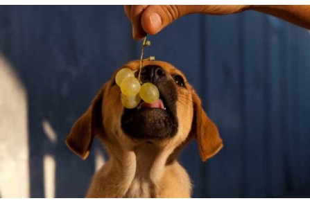 Γιατί απαγορεύεται να τρώνε σταφύλι τα κατοικίδια ζώα;