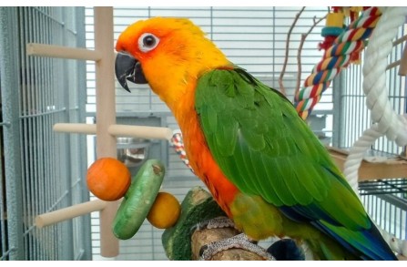 Παπαγάλοι και όσφρηση. Ποια σχέση έχουν;