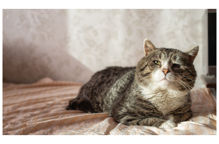 Τα 4 στάδια της χρόνιας νεφρικής πάθησης στις γάτες